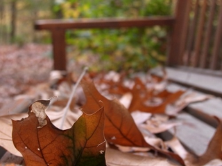 Illustration for article titled Shooting Challenge Fall Leaves Gallery 11